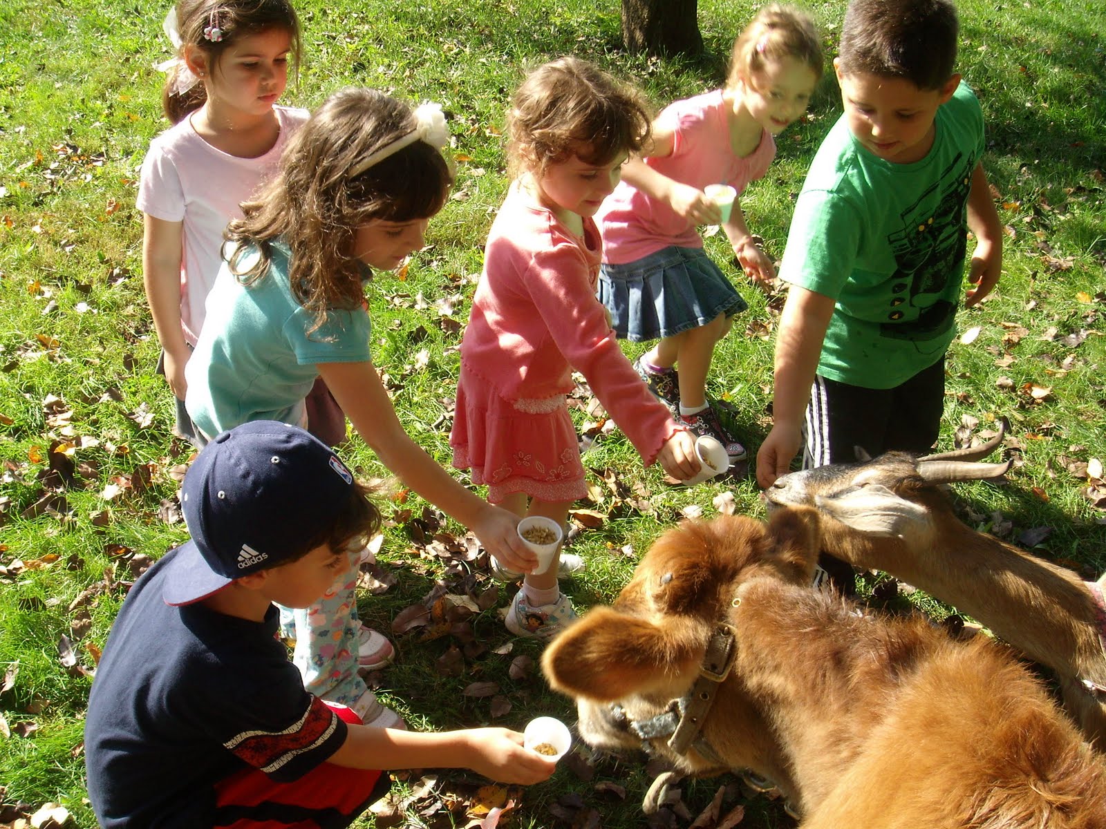 Lilliput Farm Fun and Animal Park